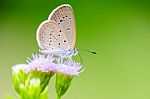 Close Up Small Brown Butterfly ( Tiny Grass Blue ) Stock Photo