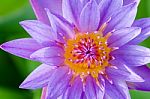 Close Up Top Of Purple Lotus ( Nymphaea Nouchali ) Stock Photo