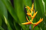 Close Up View Of Bird Of Paradise Flower Stock Photo