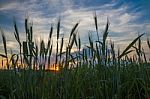 Close Up Wheat Field In Country Side Stock Photo