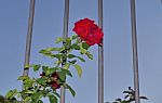 Close View Of Red Roses Behind A Bars Stock Photo