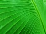 Closed-up Banana Leaf Stock Photo