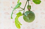 Closed Up View Of Fresh Passion Fruit. It Is Good Fruit For Diet Stock Photo