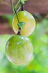 Closed-up View Of Ripe Passion Fruit. It Is Good Fruit For Dieti Stock Photo