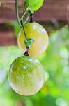 Closed-up View Of Ripe Passion Fruit. It Is Good Fruit For Dieti Stock Photo