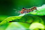 Closeup Caterpillar On A Green Leaf Stock Photo