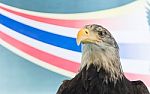 Closeup Hawk On Colorful Background Stock Photo