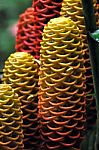 Closeup Of Jungle Plant, Amazonia, Ecuador Stock Photo