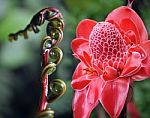 Closeup Of Plant From  Jungle Torch Ginger, Phaeomeria Magnifica Stock Photo