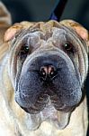 Closeup Of Shar Pei Dog Stock Photo