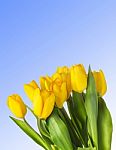 Closeup Of Yellow Tulips Over Blue Background Stock Photo