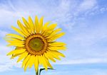 Closeup Sunflower And Blue Sky Stock Photo