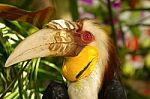 Closeup  Wreathed Hornbill Stock Photo