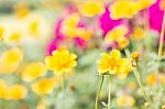 Closeup Yellow Daisy On Soft  Background Stock Photo