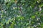 Coatbuttons Mexican Daisy Plant On White Cement Wall Stock Photo