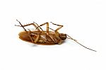 Cockroach On White Background Stock Photo