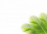 Coconut Leaf Frame Isolated White Background Stock Photo