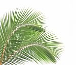 Coconut Leaf Isolated On White Background Stock Photo