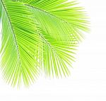 Coconut Leaf Isolated On White Background Stock Photo