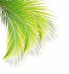 Coconut Leaf Isolated On White Background Stock Photo