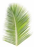 Coconut Leaf Isolated On White Background Stock Photo