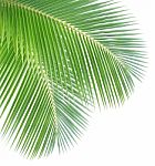 Coconut Leaf Isolated On White Background Stock Photo