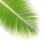 Coconut Leaf Isolated On White Background Stock Photo