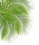 Coconut Leaf Isolated White Background Stock Photo