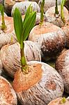 Coconut Seedling Stock Photo