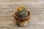 Colorful And Beautiful Thai Cactus Stock Photo