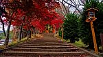 Colorful Autumn Leaves At Chureito Pagoda Stock Photo