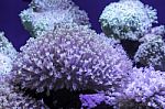 Colorful Corals Under The Sea In Thailand Stock Photo