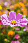 Colorful Cosmos Flower Blooming In The Field Stock Photo