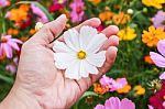 Colorful Cosmos Flower Blooming In The Field Stock Photo