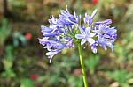 Colorful Flower In Spring Time For Background Stock Photo