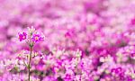 Colorful Flower In Spring Time For Background Stock Photo