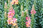 Colorful Flower In Spring Time For Background Stock Photo