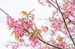 Colorful Flower Wild Himalayan Cherry   In Spring Time For Backg Stock Photo