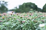 Colorful Flowers For Background Stock Photo