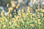 Colorful Flowers For Background Stock Photo