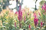 Colorful Flowers For Background Stock Photo