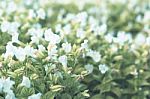 Colorful Flowers For Background Stock Photo