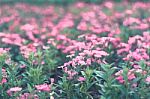 Colorful Flowers For Background Stock Photo