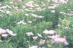 Colorful Flowers For Background Stock Photo