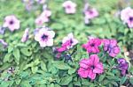 Colorful Flowers For Background Stock Photo