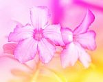 Colorful Flowers In Soft Color And Blur Style For Background Stock Photo