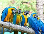 Colorful Macaw Stock Photo