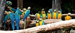 Colorful Macaw Stock Photo