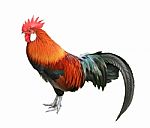 Colorful Rooster Isolated On White Background Stock Photo