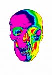 Colorful Skull Stock Photo